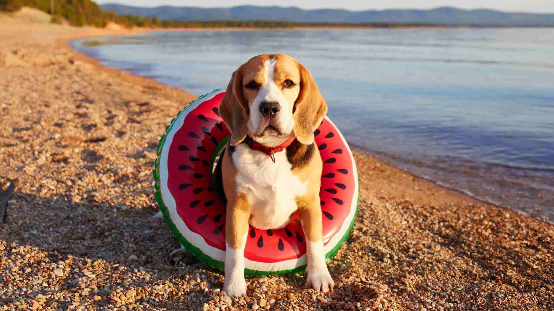  Alimentos hidratar perro